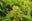 Grow Me Green Inc. logo